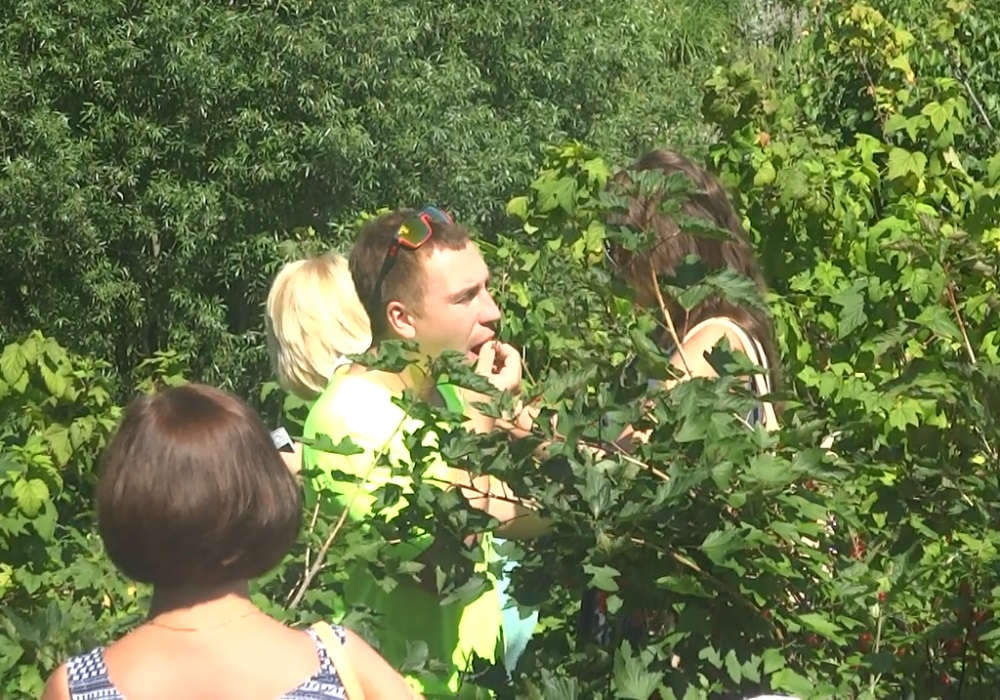 Вишневое воскресенье cherry thief