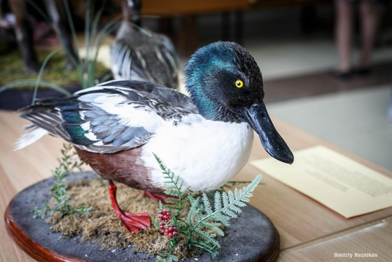 20150519 uporotyj lis 012