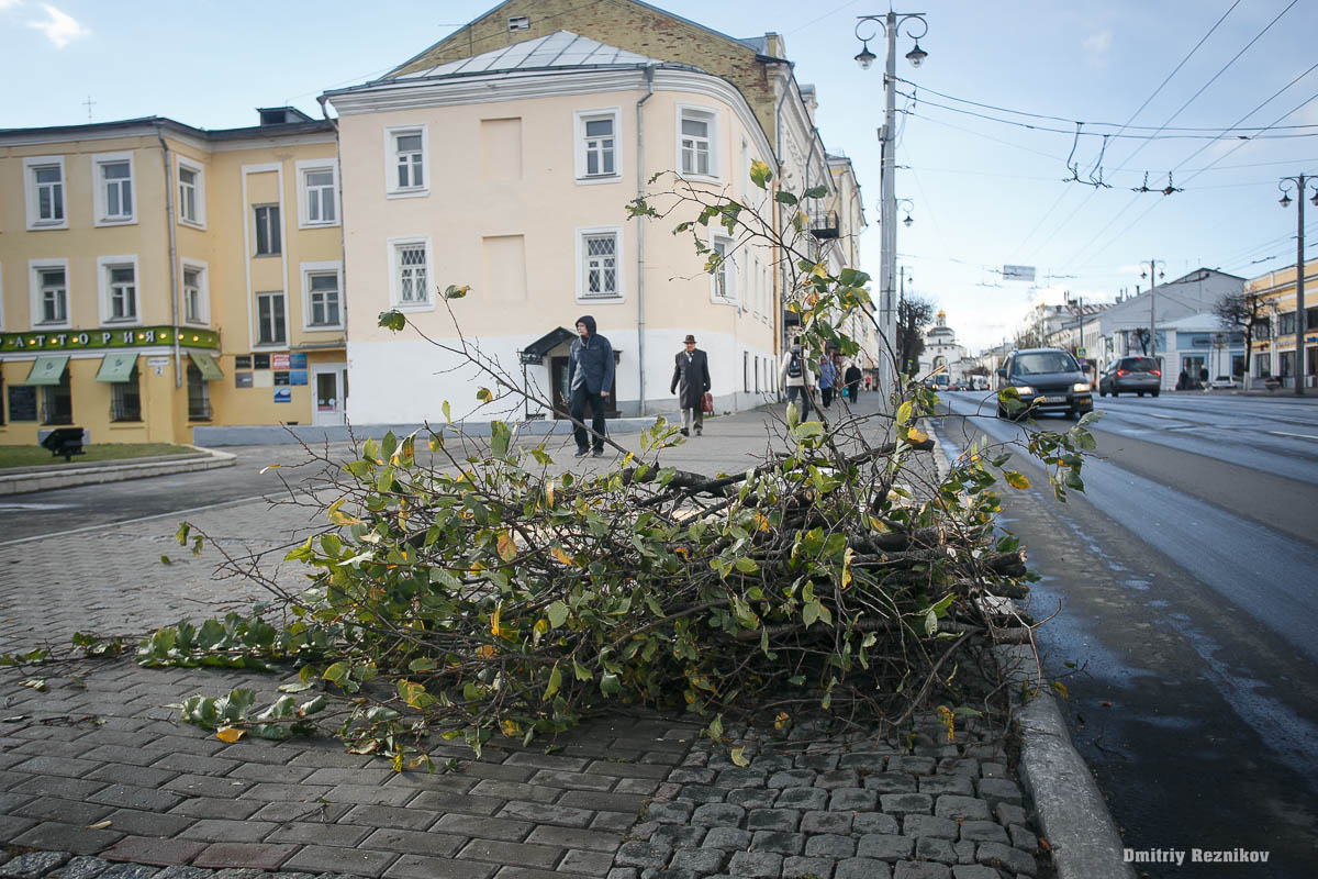 На Большой Московской спилили старые липы 20151008 trees 2