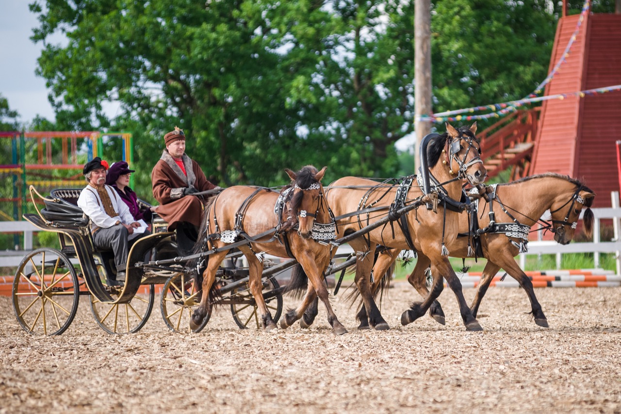 dsc 2050 bogdarnya 02 dressage jun 2015