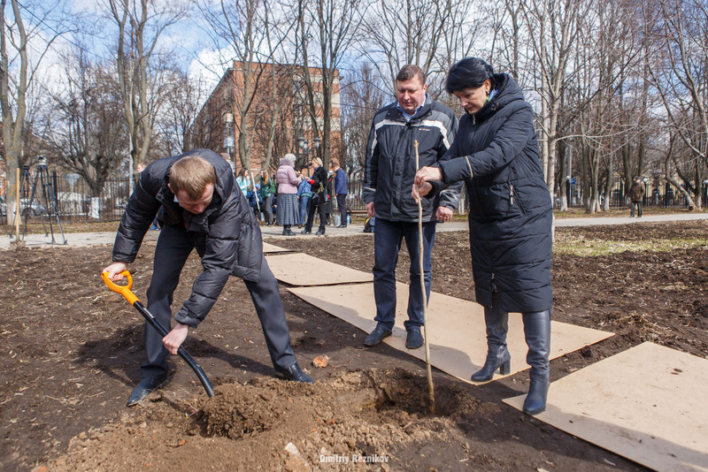 Во Владимире высадили «Аллею Победы» из редких деревьев 1 20170418 Аллея Победы ВлГУ Деева 7