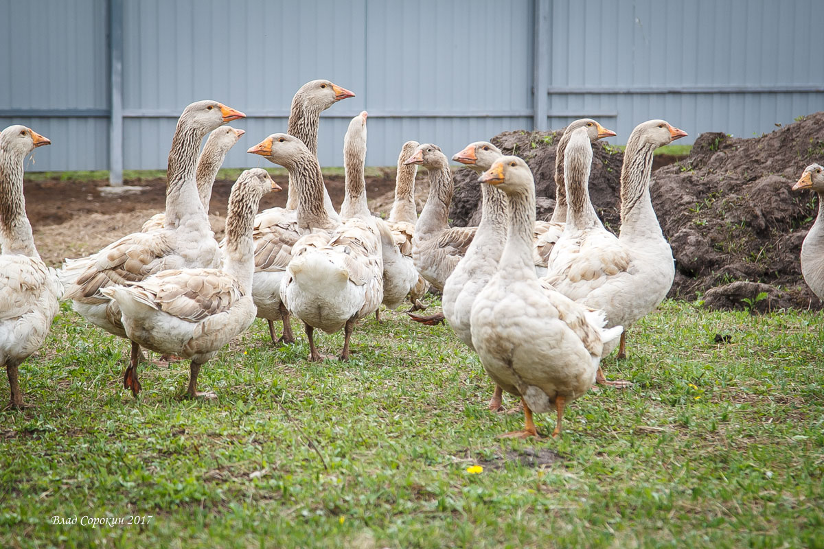 20170526 48без имени2017 114