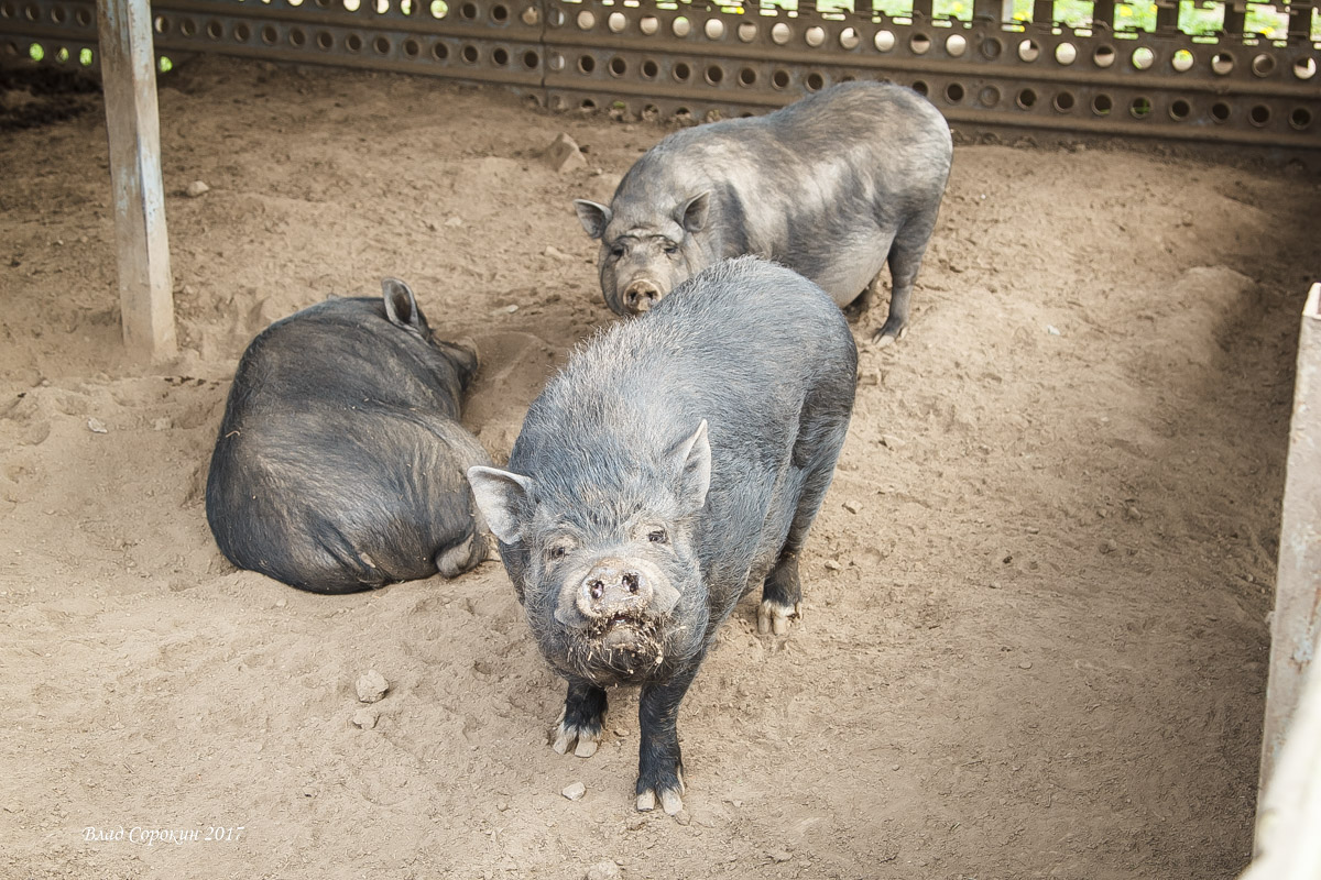 15LZwf0qfJ 1507204552