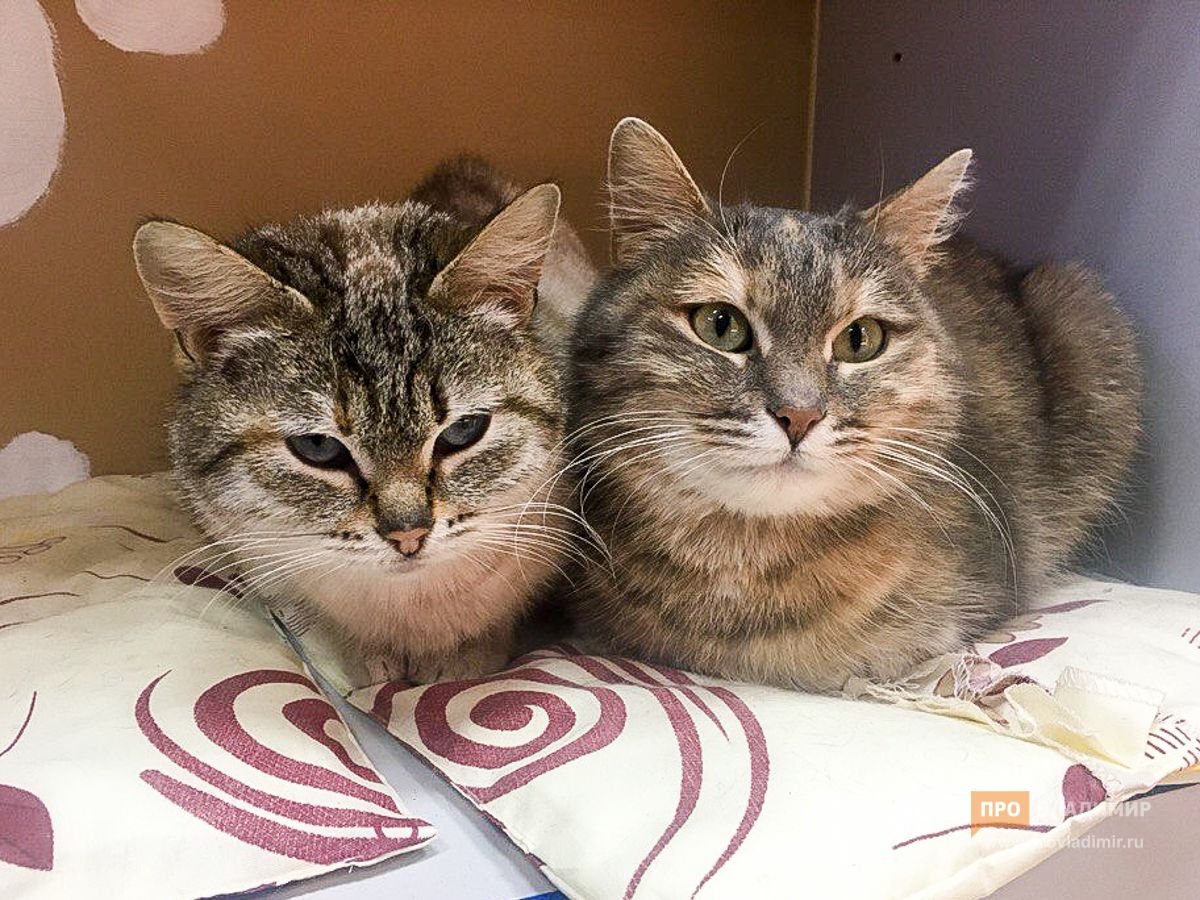 20180329 котокафе 6