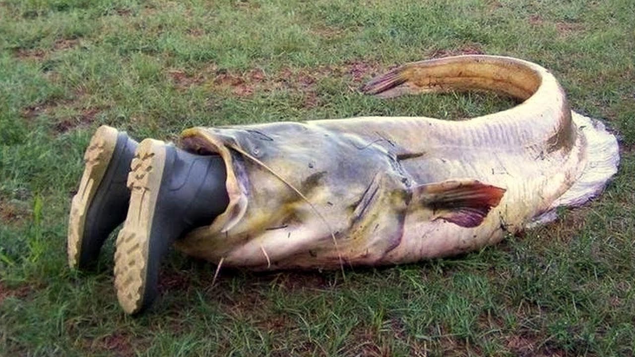 Во Владимирской области запретили ловить больше 5 кг рыбы за один раз Во Владимирской области запретили ловить больше 5 кг рыбы за один раз