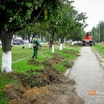 Ради обзора ледового дворца во Владимире проредили липовую аллею