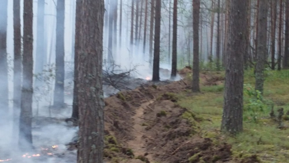 Во Владимирской области начались лесные пожары