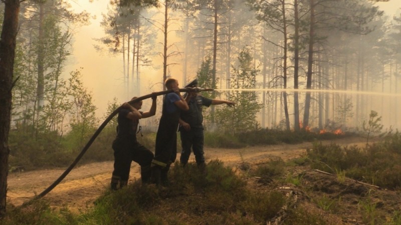 Гринпис научит жителей Владимирской области тушить лесные пожары