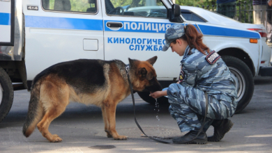 Полицейский пес Ульрих спас мужчину из болота