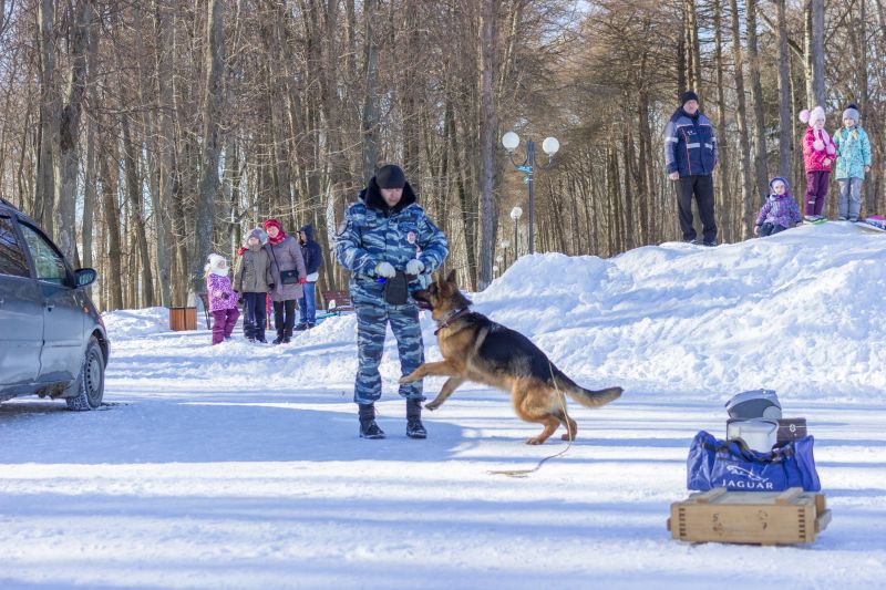 За год во Владимирской области при помощи собак раскрыли 240 преступлений