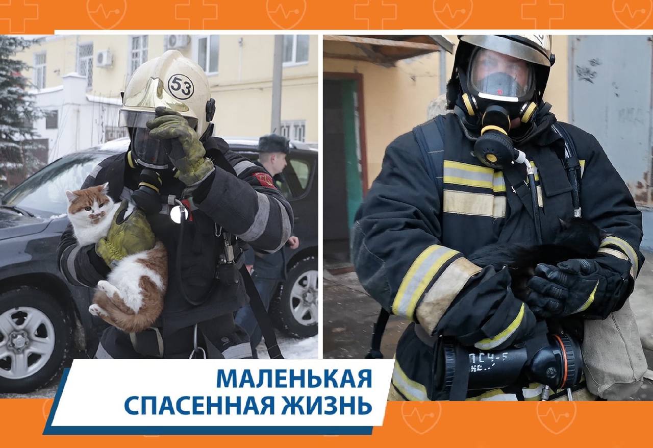 Во Владимире сотрудники МЧС спасли на пожаре двух кошек
