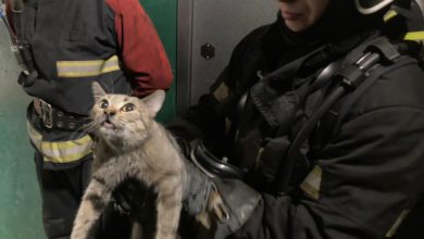 8 марта во Владимире на пожаре спасли женщину и кошку