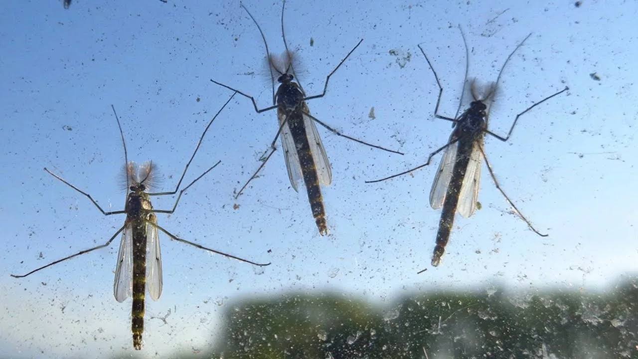 Владимирскую область ждёт комариное лето после снежной зимы