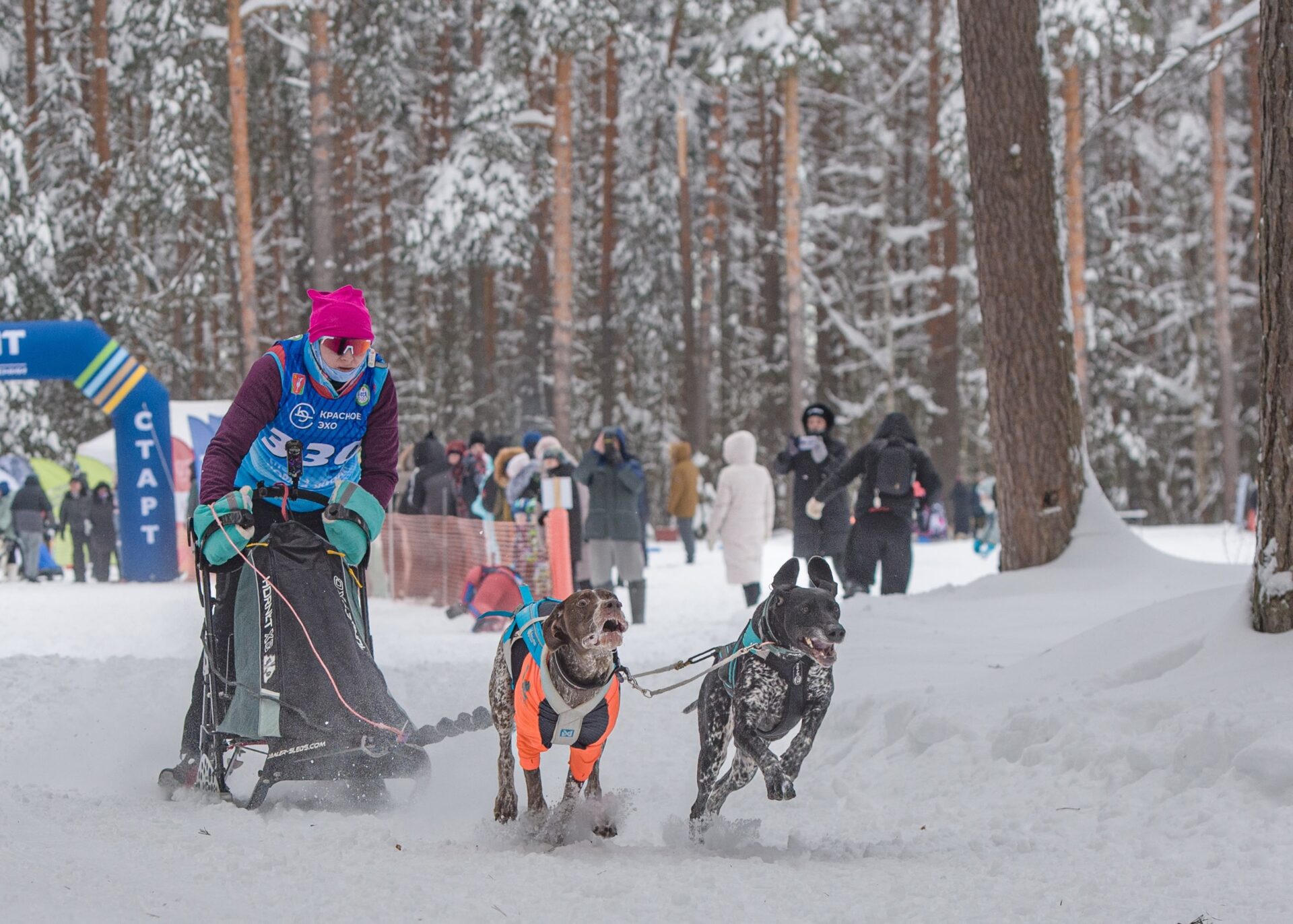 Гонка «Семь вёрст Crazy Dog» прошла в Гусь-Хрустальном