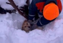 В Коврове спасатели откопали из сугроба собаку, создавшую себе воздушную подушку