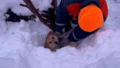 В Коврове спасатели откопали из сугроба собаку, создавшую себе воздушную подушку