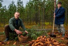 13 тонн шишек заготовят в регионе