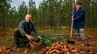 13 тонн шишек заготовят в регионе