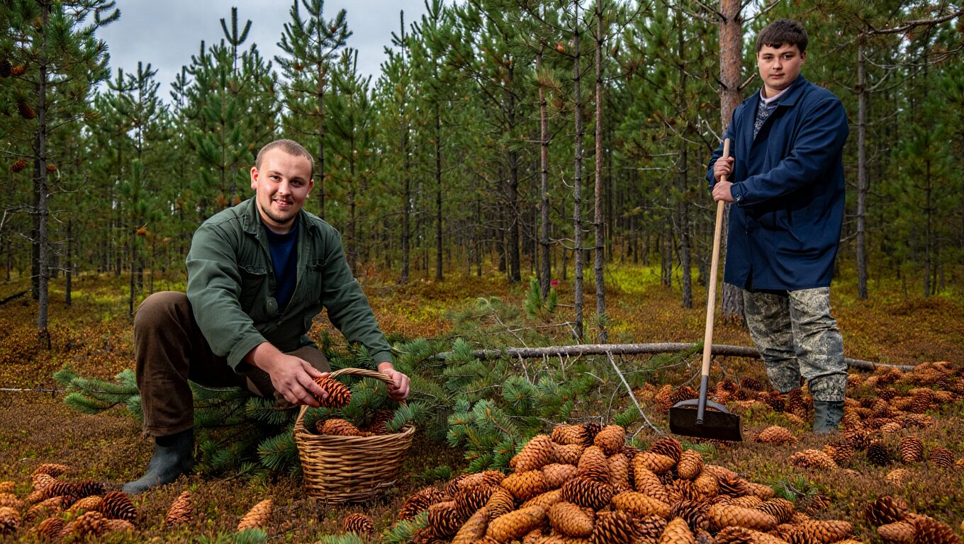 13 тонн шишек заготовят в регионе
