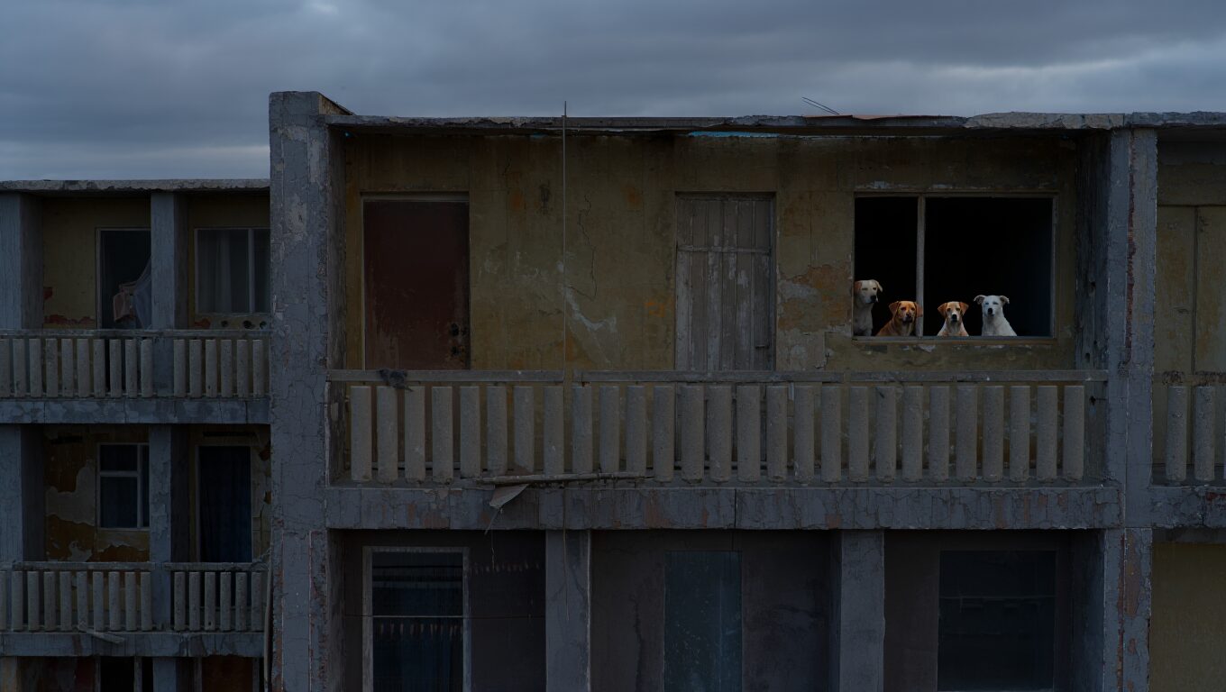 Во Владимире 50 собак живут в квартире без выгула