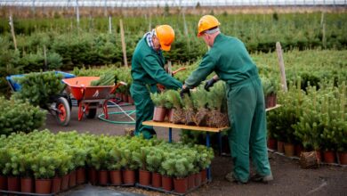 Владимирские леса готовят к весне: 13 млн сеянцев и цель в 103%