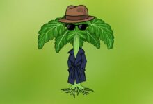 В соседнем регионе борщевик получит статус иноагента