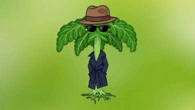 В соседнем регионе борщевик получит статус иноагента