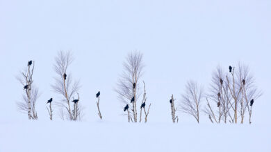 Грачи вернулись, но снег остался