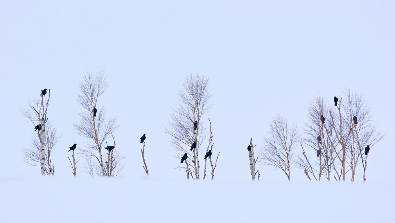Грачи вернулись, но снег остался