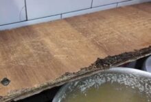 Тараканы и ртуть: владимирские школы прошли проверку на выживаемость