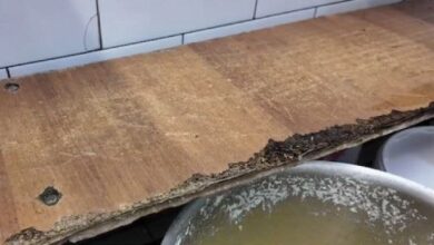 Тараканы и ртуть: владимирские школы прошли проверку на выживаемость