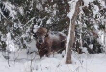 Инспекторы встретили зубра в Лухском охотугодье