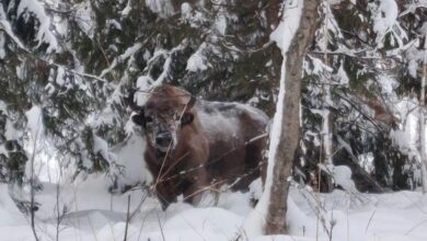 Инспекторы встретили зубра в Лухском охотугодье