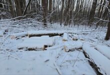 В парке «Дружба» незаконно вырубили 15 деревьев