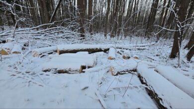 В парке «Дружба» незаконно вырубили 15 деревьев