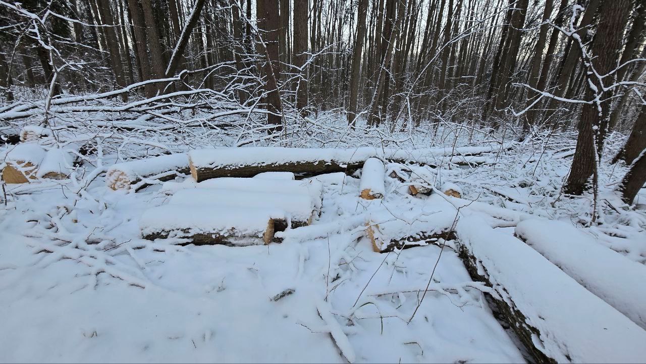 В парке «Дружба» незаконно вырубили 15 деревьев